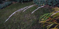 Hakonechloa macra