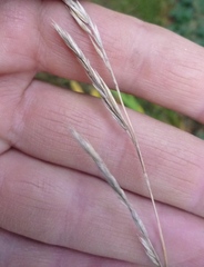 Hakonechloa macra