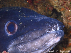 Conger conger