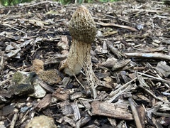 Phallus indusiatus