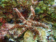 Coscinasterias tenuispina