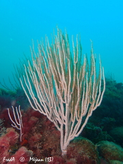 Eunicella singularis