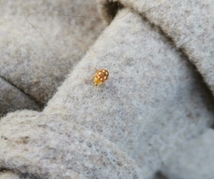 Vibidia duodecimguttata