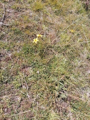 Arctotheca prostrata