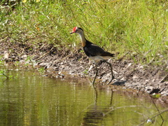Irediparra gallinacea