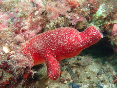 Halocynthia papillosa