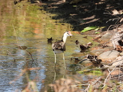 Irediparra gallinacea