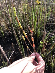 Salicornia