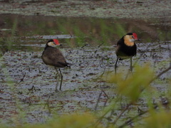 Irediparra gallinacea