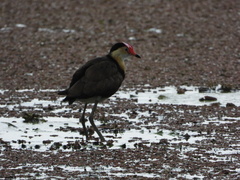 Irediparra gallinacea