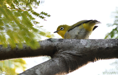 Zosterops simplex simplex