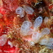 Pycnoclavella atlantica - Photo (c) Frédéric ANDRE, some rights reserved (CC BY-NC), uploaded by Frédéric ANDRE