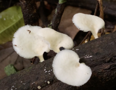 Favolus brasiliensis