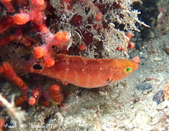 Symphodus mediterraneus