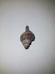 Monoplex parthenopeus