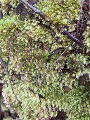 Leucobryum