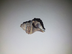 Monoplex parthenopeus