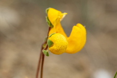 Calceolaria polyrhiza