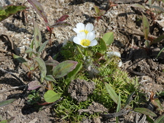 Batrachium