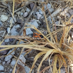 Lygaeus reclivatus