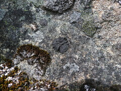 Umbilicaria torrefacta