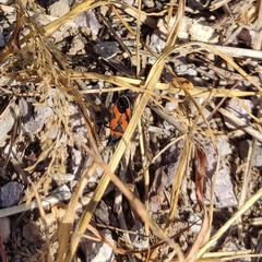 Lygaeus reclivatus