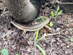 Plestiodon obsoletus
