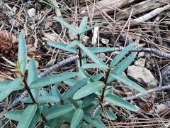 Phillyrea angustifolia