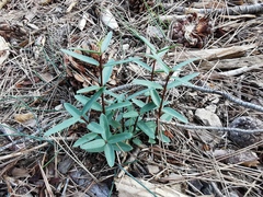 Phillyrea angustifolia