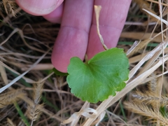 Ranunculus abortivus