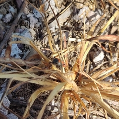Lygaeus reclivatus