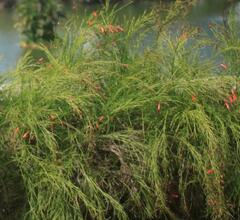 Russelia equisetiformis