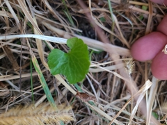 Ranunculus abortivus
