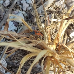 Lygaeus reclivatus