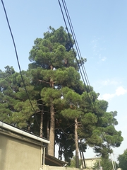Pinus brutia eldarica