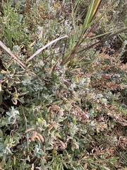 Atriplex watsonii