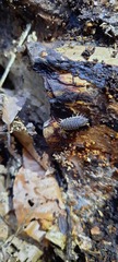 Oniscus asellus