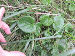 Cochlearia officinalis