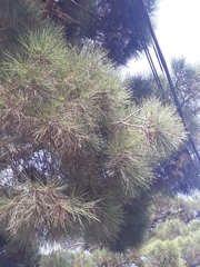 Pinus brutia eldarica