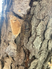 Lymantria dispar