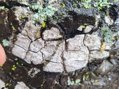 Pachnolepia pruinata