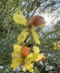 Parkinsonia aculeata