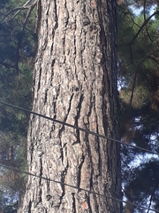 Pinus brutia eldarica