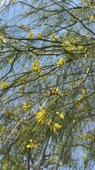 Parkinsonia aculeata