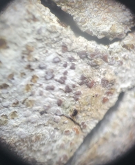 Pachnolepia pruinata