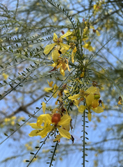 Parkinsonia aculeata