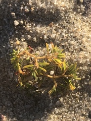 Euphorbia polygonifolia