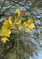 Parkinsonia aculeata