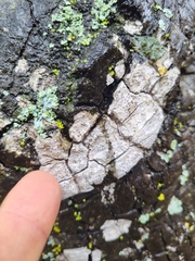 Pachnolepia pruinata