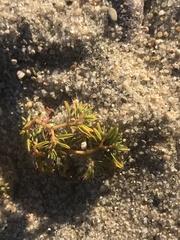 Euphorbia polygonifolia